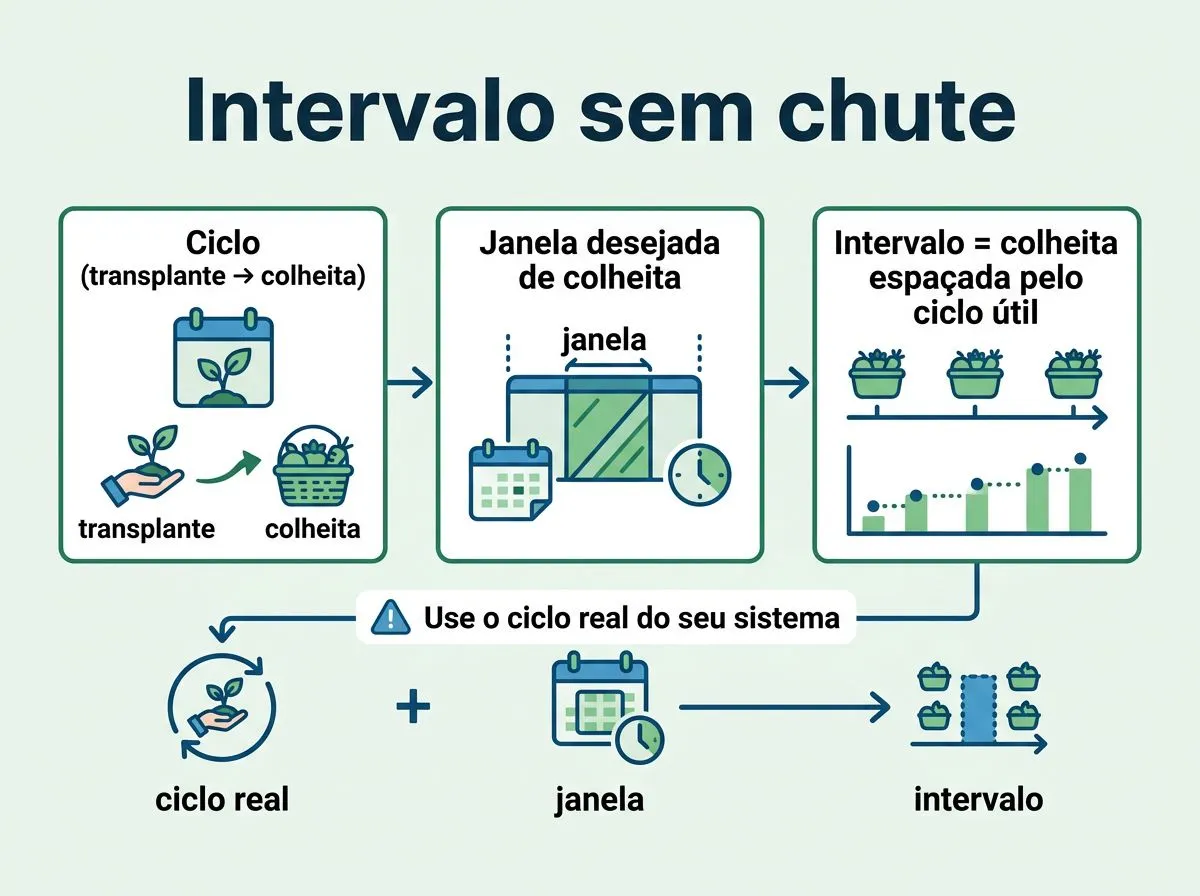 Infográfico mostrando como calcular o intervalo entre lotes usando o ciclo real da cultura e a janela de colheita, sem adivinhação.