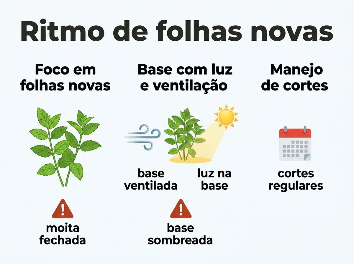 Infográfico com manejo da hortelã hidropônica: foco em folhas novas, cortes e manter base ventilada e iluminada.