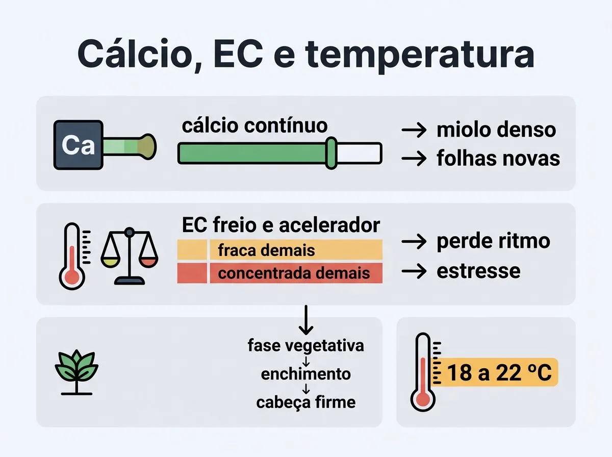 Infográfico com manejo de cálcio, EC e temperatura para formar cabeça firme na alface americana hidropônica.