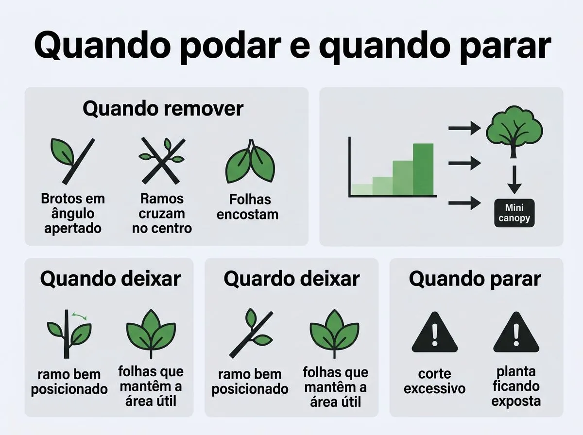Infográfico com regras visuais para desbrota e poda lateral na hidroponia.