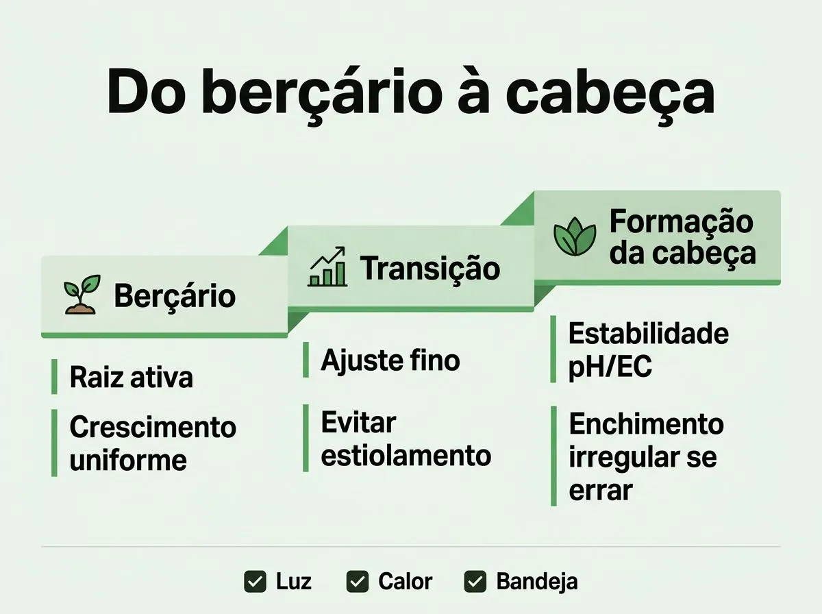 Infográfico em etapas mostrando como muda a condução de nutrição, pH e manejo do berçário até a formação da cabeça.