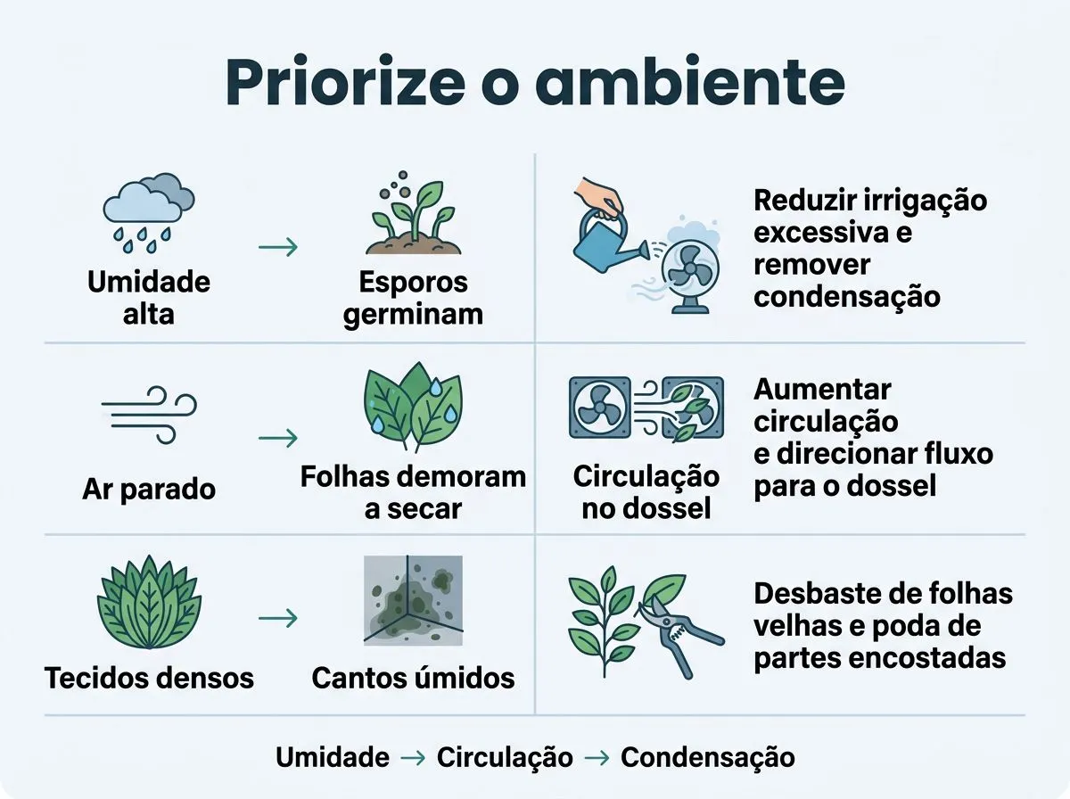 Infográfico mostrando condições do ambiente que favorecem a Botrytis e a ordem prática do que cortar primeiro na hidroponia.